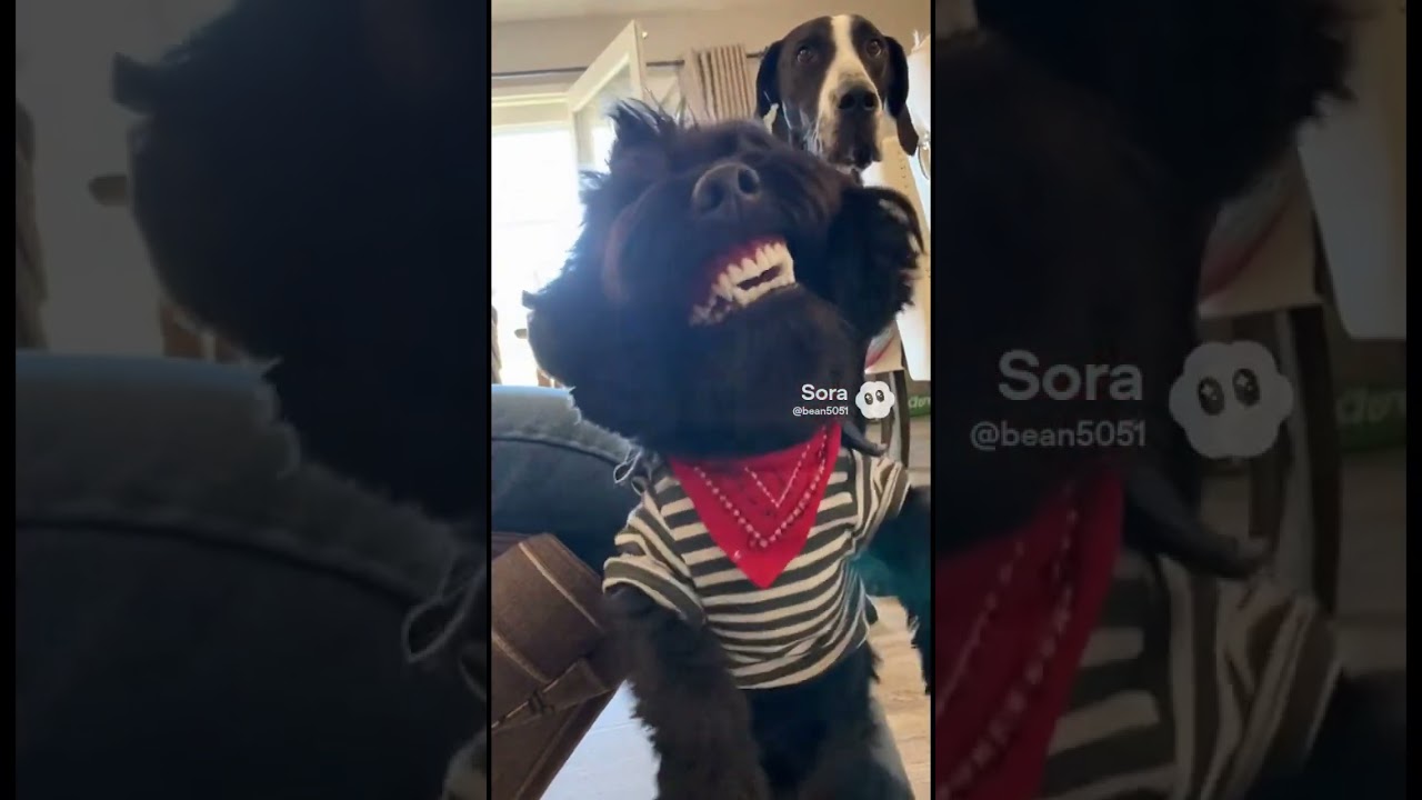 Щенок Pringle в комбинезоне 