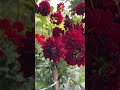 So beautiful… #flowers #garden #polskawieś #gardening #foryou #dc #kwiatyogrodowe #beautiful #poland
