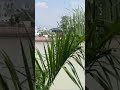 #haridwar #harharmahadev #religion #trending #shorts#viralvideo #youtubeshorts #music #shiv #pooja