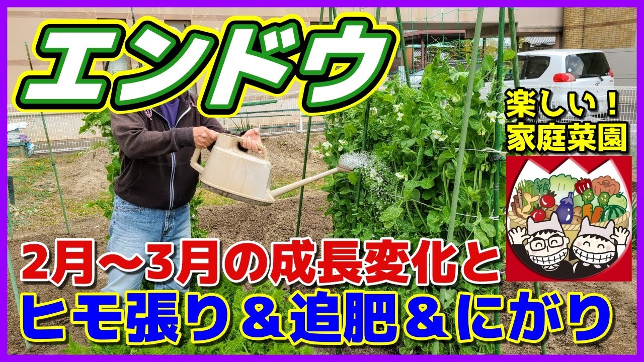 エンドウ グリーンピース 管理 収穫しやすくするために摘芯 摘心 しました 実エンドウ えんどう 久留米豊 マロ夫とマロの楽しい家庭菜園 貸し農園 家庭菜園 Youtube エンドウ グリーンピース 管理 収穫しやすくするために摘芯 摘心 しました 実エンドウ えんどう 久留米豊 マロ夫とマロの楽しい家庭菜園 貸し農園 家庭菜園 Youtube