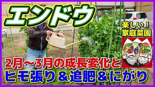 【エンドウ】グリーンピース　２～３月の成長変化と手入れ（ヒモ張り＆追肥＆にがり投入）　実エンドウ　えんどう　久留米豊　ヒモ掛け　マロ夫とマロの楽しい家庭菜園／貸し農園　家庭菜園