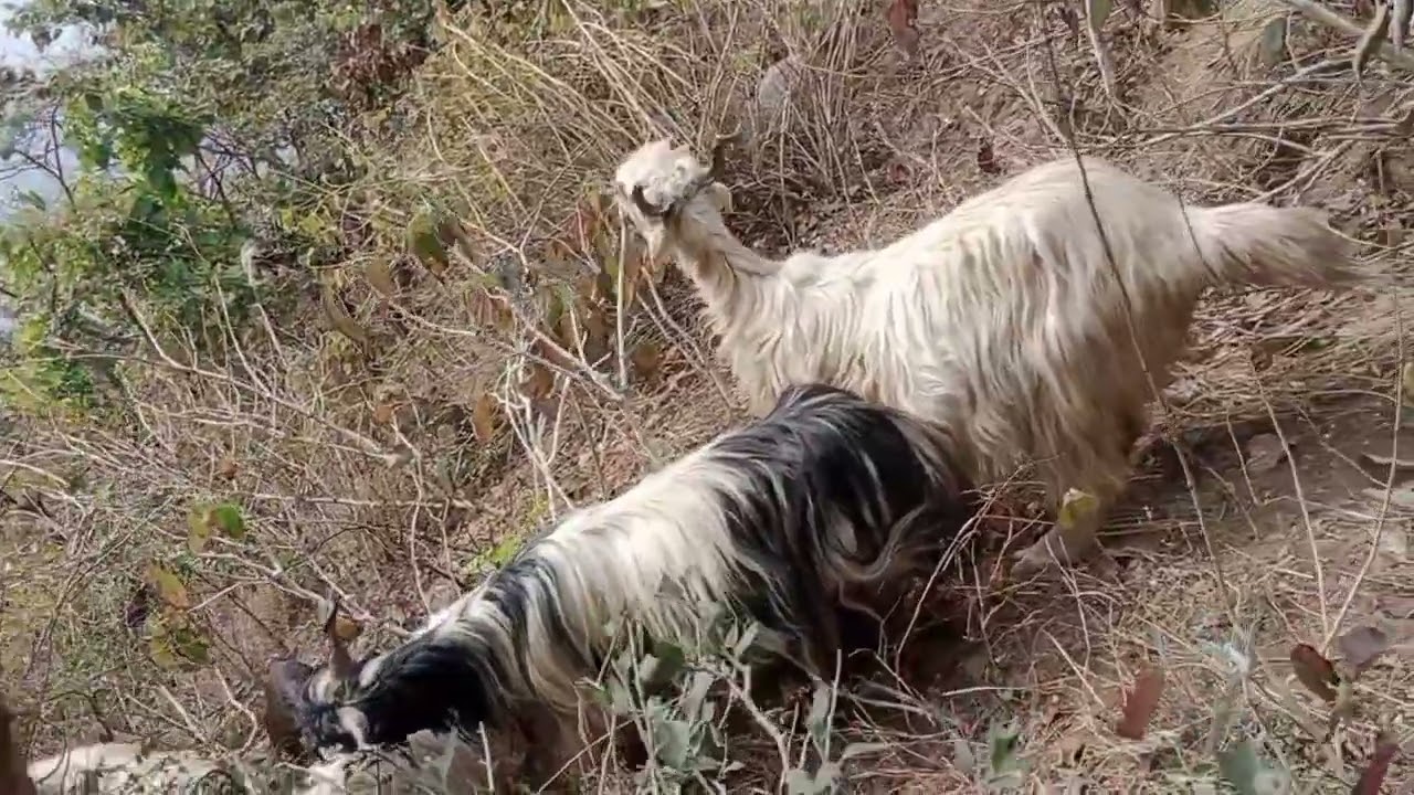 मेरी बकरियां क्या खा रही है || जरूर देखें 🙏 || Himalayan shepherd || Himalayan got