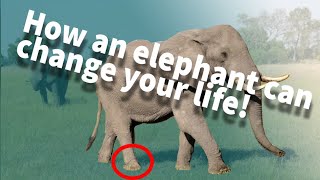 The elephant rope story (Motivational)