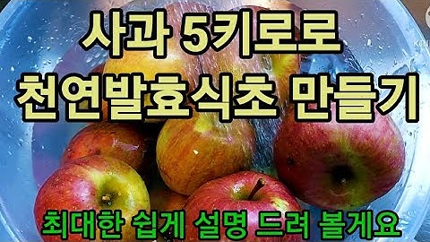 사과식초만드는법 1차사과와인만들기 맘스초의자연발효식초 사과술발효