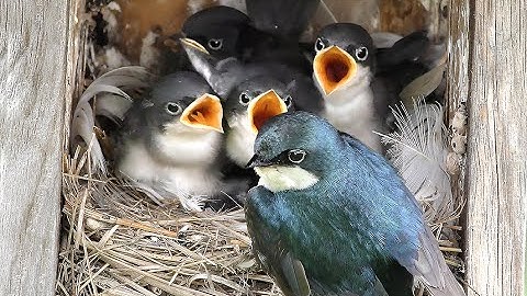 Nesting Tree Swallows