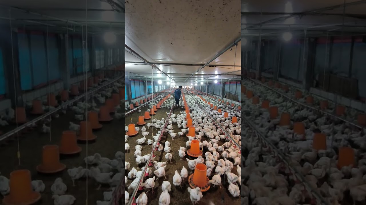 Kegiatan sortir ayam