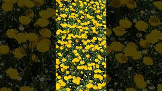 Yellow Daisy Bloom – Pure Joy in the Field #YellowDaisy #floraon  #DaisyField #FlowerPower