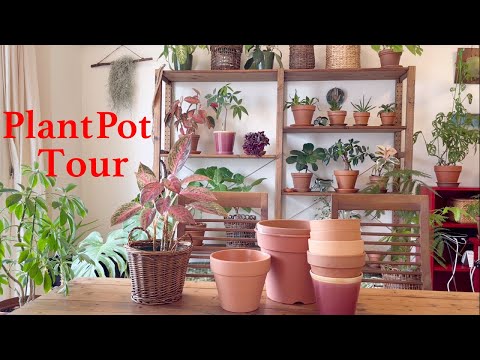 Video: Houseplant Sergileme Fikirleri - Evde Saksı Bitkilerini Sergilemek İçin İpuçları
