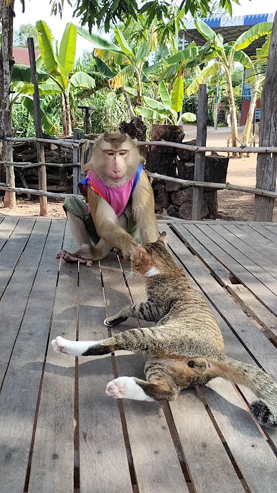 Excellent SokYaa,OG, ToTo Animals Are So Awesome #shorts