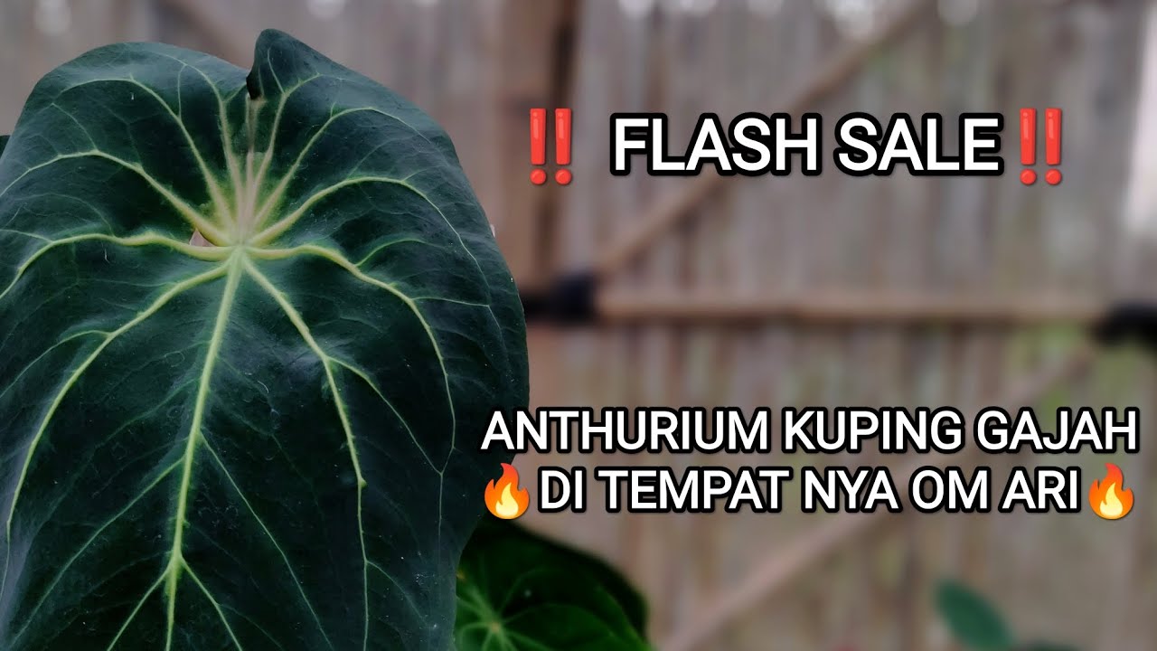 ‼️ FLASH SALE ‼️ ANTHURIUM KUPING GAJAH DI TEMPAT NYA OM ARI 🔥🔥🔥
