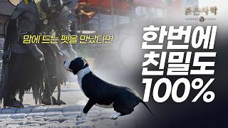 [ 붉은 사막 ] 맘에 드는 펫을 만났다면 ★ 한번에 친밀도 100% ★ 만드는 방법