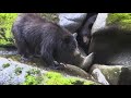 Bears of AnAn Creek