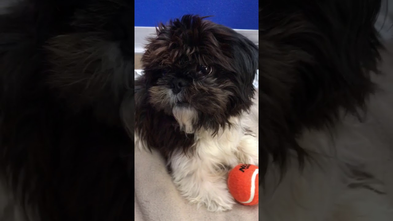 shih tzu up for adoption