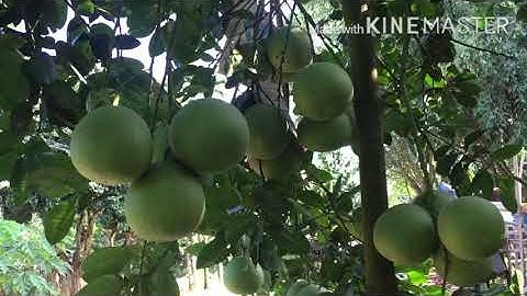 Bưởi xuân vân (bưởi cát quế)#freesky