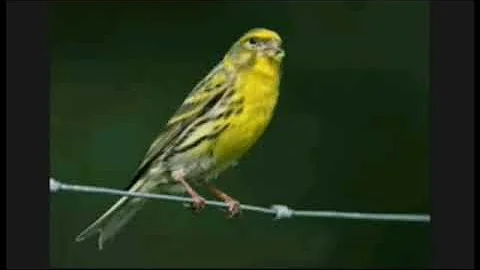Quelle est la couleur du serin ?