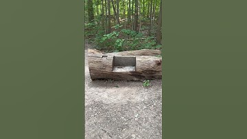 Go Ahead - TAKE A SEAT! #shorts #tree #nature #trees