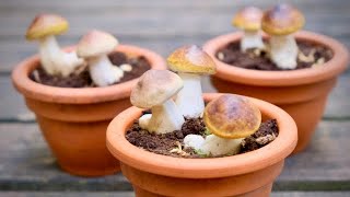 Growing Porcini Mushrooms From Spores Debunking The Myth