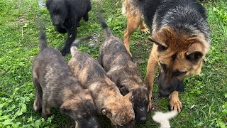 Wolf Dog Abandoned with her Puppies Seeks a place to take refuge.