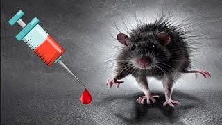 A Few Drops of This Magic Formula  Rats & Mice Will Disappear Forever!!!