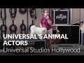 Universals animal actors  universal studios hollywood