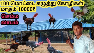 100 மொட்டை கழுத்து சிருவிடை கோழிகள் வளர்த்து அசத்தும் பட்டதாரி இளைஞர்.