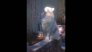 IMG 4882
