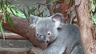 Koala Reacted To Mating Call