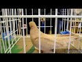Армавирские кароткоклювые голуби.