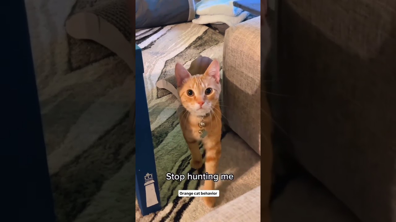 Guarda Orange Cat Behavior 🍊 Song is Silver Spoon by Prey the Fox. su YouTube Guarda Orange Cat Behavior 🍊 Song is Silver Spoon by Prey the Fox. su YouTube