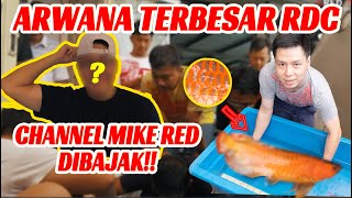 ARWANA TERBESAR RDC KENAPA?? SAMPE RAME BANGET DI RDC!