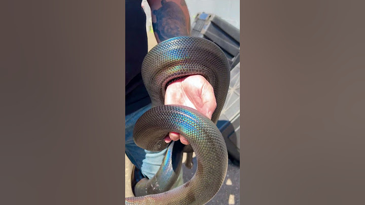 This Snake Is The Rainbow! 🌈😲 #snake
