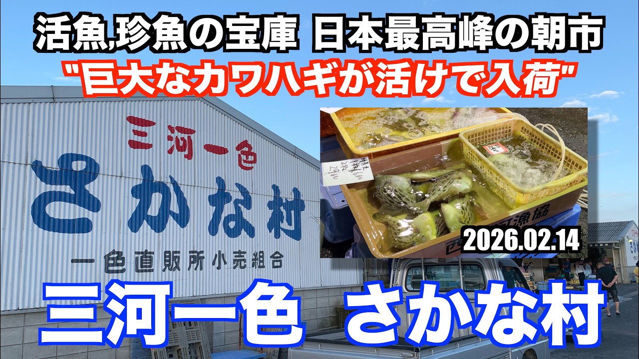 【三河一色さかな村 巨大なカワハギが活けで入荷 活魚,珍魚の宝庫 日本最高峰の朝市】あばお 海鮮ちゃんねる #458 2026.02.14