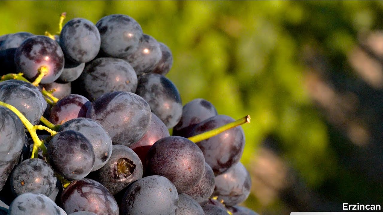 Erzincan Cimin Üzümü Yetiştirme