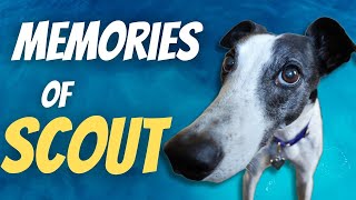 Memories of Scout
