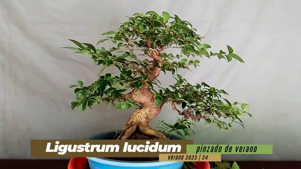 BONSAI de LIGUSTRUM | trabajos de verano | Poda y Pinzado