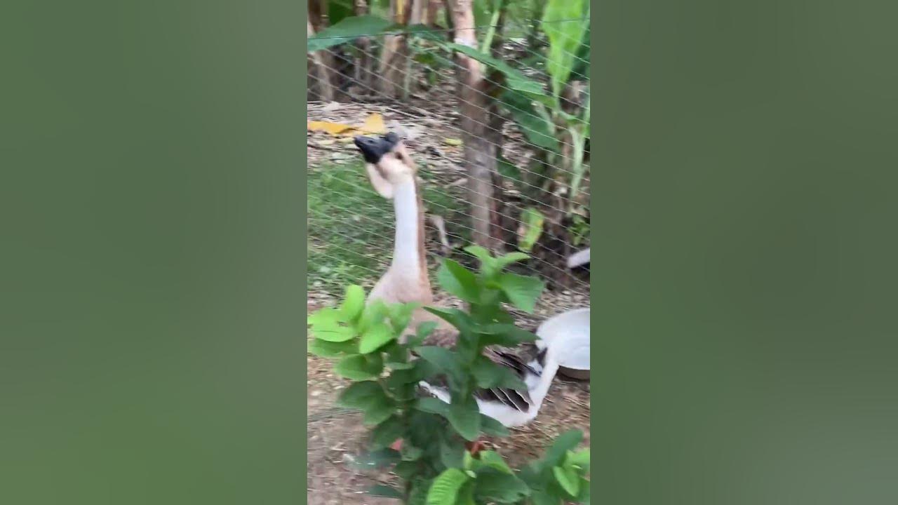 goes-need-more-food-to-grow-well-raising-natural-geese-pen-bunthik