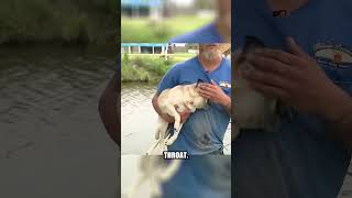 Alligator sightings on the rise