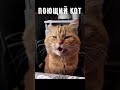 Кот поёт песню с хозяином 😀 Звезда Интернета!  #приколы #videoshort  #поющийкот #смешныеживотные