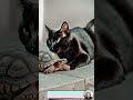 ضحكت بشدة وأنا أشاهد هذه اللحظات المضحكة للقطط وسلحفاة  