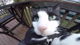 Kittys on the Back Deck playing in the sun ! by Wasserman Gigi Batboy and Not The Mama 23 views 4 years ago 1 minute, 5 seconds