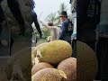 giá mít ruột đỏ hôm nay sáng ngày 19/4/26