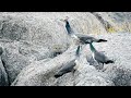 Animal Behavior and Survival Skills