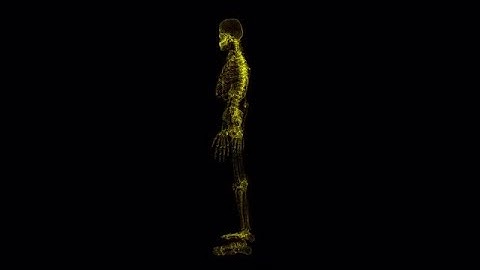 Skeleton Hologram Stock Motion Graphics