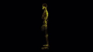 Skeleton Hologram Stock Motion Graphics