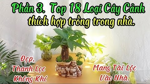 P3. Top 18 Loại Cây Cảnh Nội Thất Đẹp, Dễ trồng, Thanh Lọc Không Khí & Tốt Cho Phong Thủy