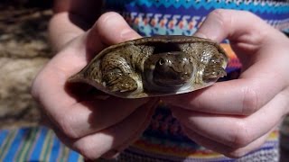 Ochlockonee Bio-Blitz | Kids Experience Florida River Wildlife