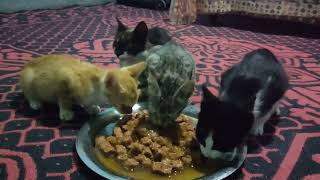 Our Adorable Rescued Kittens Enjoying a Meal by Cats Kingdom 358 views 10 months ago 2 minutes, 14 seconds