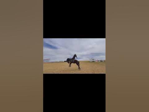 Адуучин залуу - YouTube