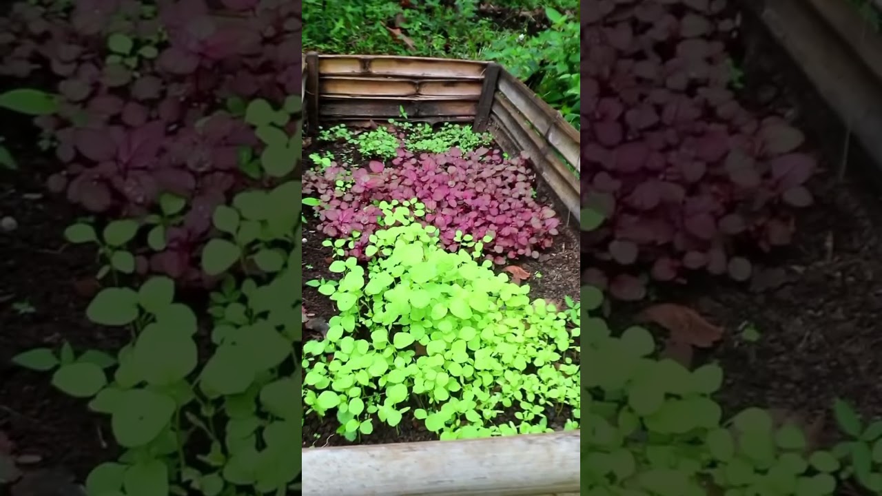 Pertama kali tanam bayam dari biji, ternyata gampang 