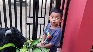 ANAK KECIL NAIK KAMBING ETAWA ( GONDO )